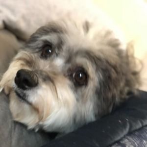 Meet your Posher, Sandy